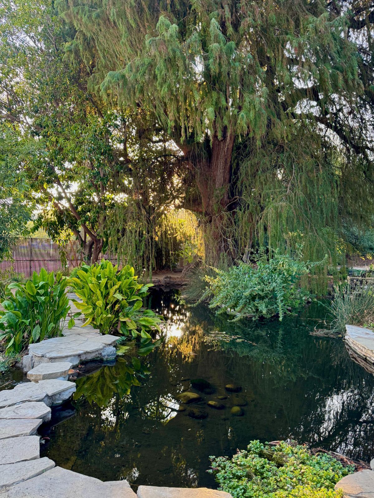  Kuruvungna Village Springs - image of small pond with tree in the background 