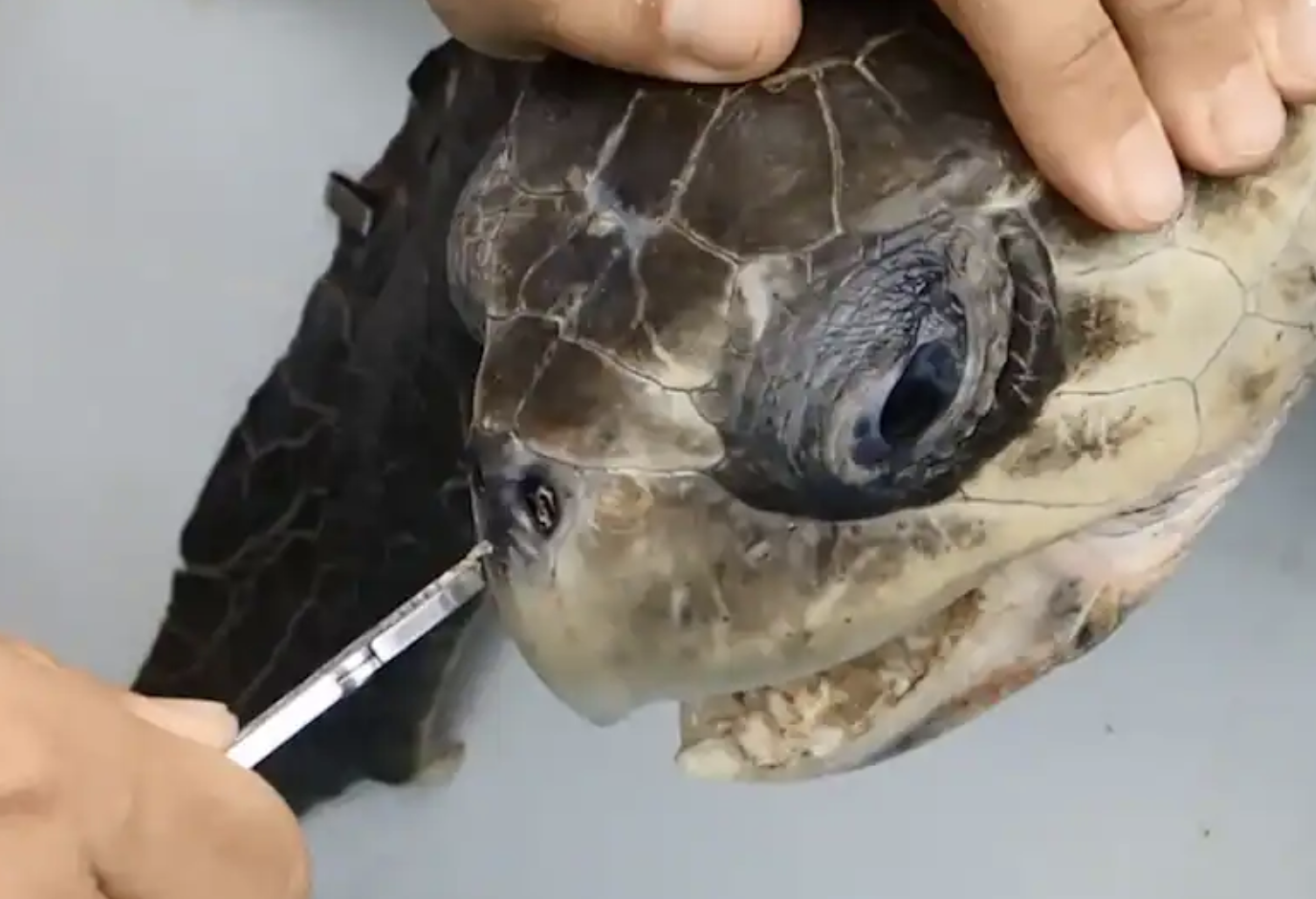 Turtle with straw in nose